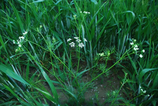 Bifora radians / Bifora raggiata